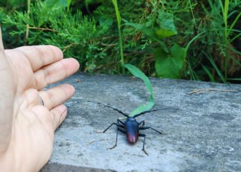 Гигантский усач попал в беду в Сочи: редкого жука спасли в подземном переходе