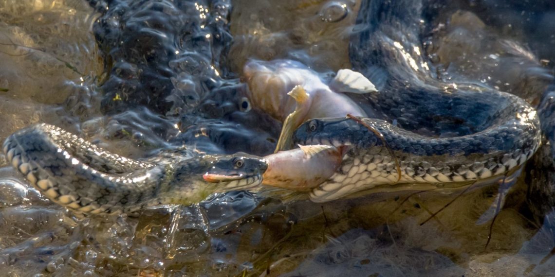 Под Новороссийском два ужа устроили драку из-за пойманной рыбы. Фоторепортаж