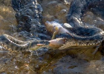 Под Новороссийском два ужа устроили драку из-за пойманной рыбы. Фоторепортаж