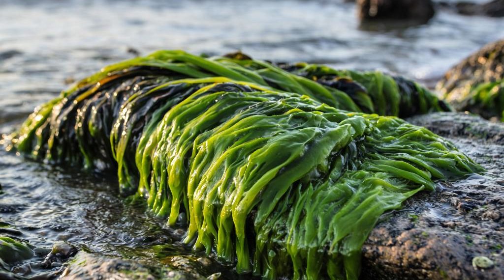 Курортницы в Анапе лечатся компрессами из камки