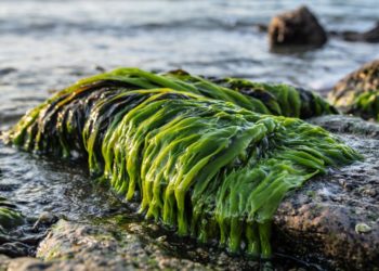 Курортницы в Анапе лечатся компрессами из камки