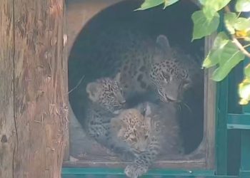 Трехмесячные леопарды-близнецы в Сочи получили повторную вакцину