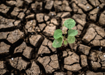 Засуха уничтожила 23 тыс. га озимых культур в девяти районах Краснодарского края