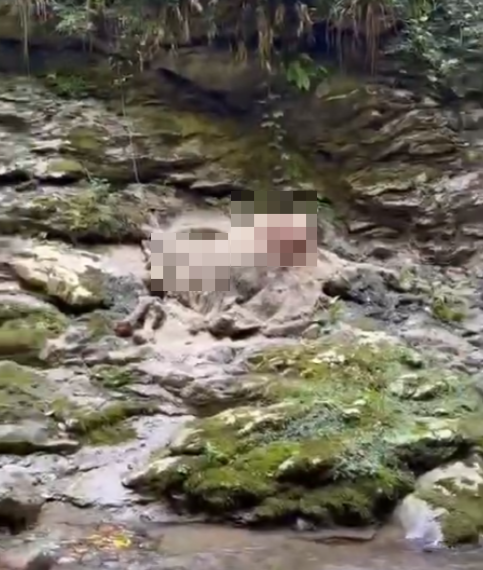 На берегу реки Сочи уже несколько дней гниет туша мёртвого белого быка