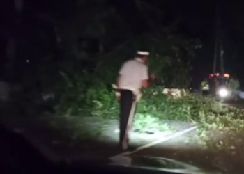 На перевале в Лоо упало дерево: движение парализовано, водители стоят в пробках