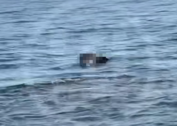 В Сочи туша мертвой лошади в море напугала отдыхающих