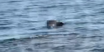 В Сочи туша мертвой лошади в море напугала отдыхающих