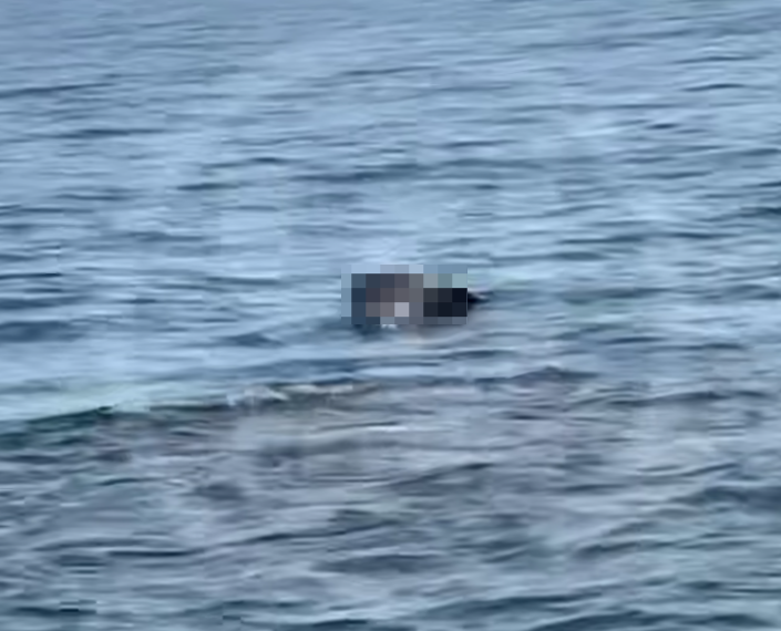 В Сочи туша мертвой лошади в море напугала отдыхающих