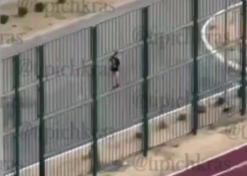 Бродячие собаки загнали школьника на забор в Краснодаре