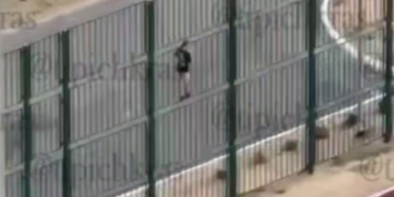 Бродячие собаки загнали школьника на забор в Краснодаре