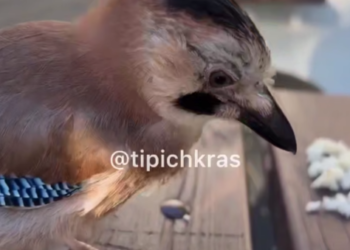 Житель Краснодара приручил сойку по имени Серёга