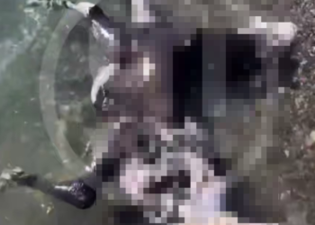 Тушу погибшей лошади выбросило на берег в Сочи