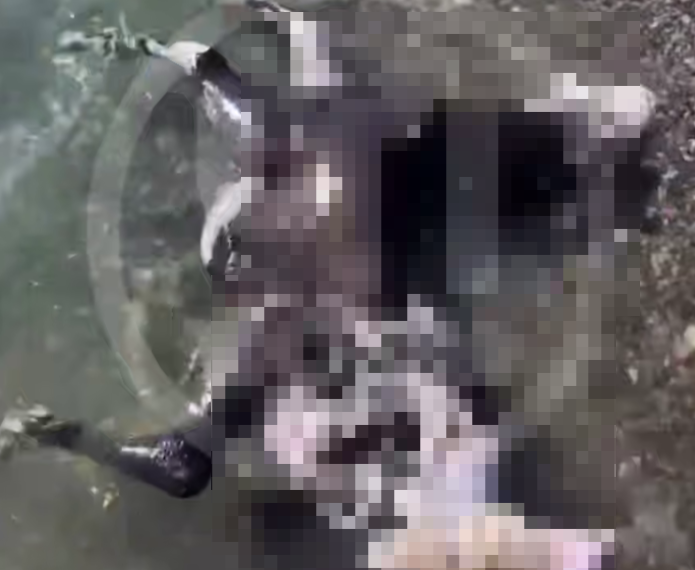 Тушу погибшей лошади выбросило на берег в Сочи