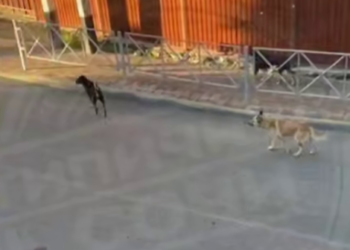 В Сочи жители Мамайки обеспокоены стаей бездомных собак возле школы