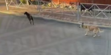 В Сочи жители Мамайки обеспокоены стаей бездомных собак возле школы