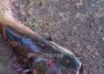 На Кубани житель Кореновска выловил гигантского сома-людоеда