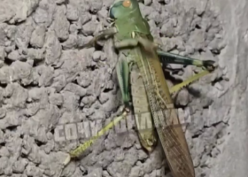 Гигантская саранча напугала сочинцев