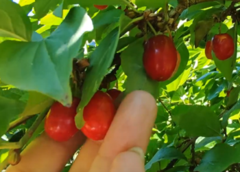 В Сочи созрел кизил