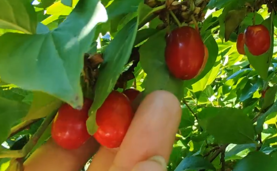 В Сочи созрел кизил