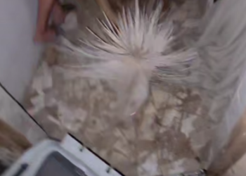 В Анапе волонтеры спасли редкого белого дикобраза