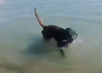 Знаменитый пляжный пес в Архипо-Осиповке три года ищет компанию для игр