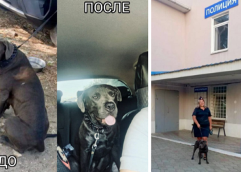 Туапсинский Хатико: полицейские помогли псу дождаться хозяина из больницы