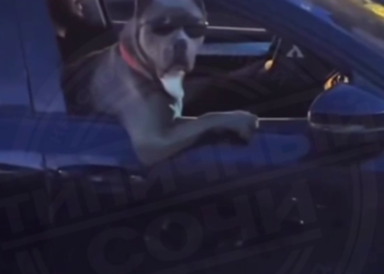 «Это Адлер, детка»: Пес в солнцезащитных очках катается на машине в Сочи