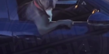 «Это Адлер, детка»: Пес в солнцезащитных очках катается на машине в Сочи