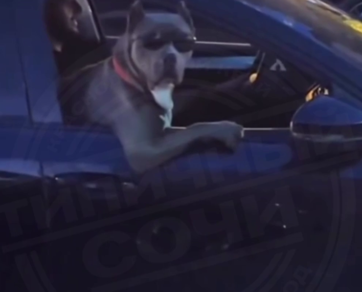 «Это Адлер, детка»: Пес в солнцезащитных очках катается на машине в Сочи
