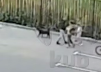 В Краснодаре собаку зарезали и повесили на арматуру