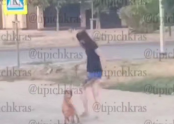 В Краснодаре бойцовские собаки растерзали мужчину