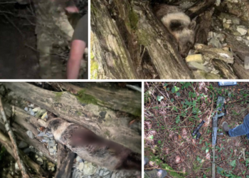 Браконьер, застреливший бурого медведя, задержан в Сочинском нацпарке