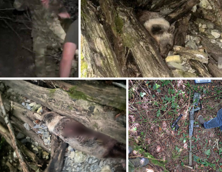 Браконьер, застреливший бурого медведя, задержан в Сочинском нацпарке