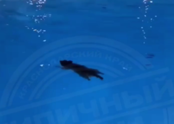 Гость-енот устроил незапланированное купание в бассейне сочинского курорта