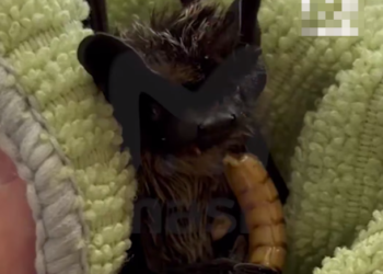 Летучая мышь поселилась под ободком унитаза в доме рядом с Сочи