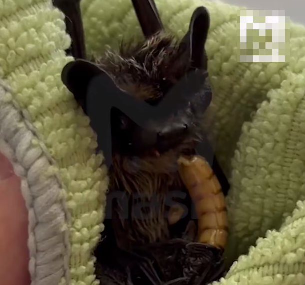 Летучая мышь поселилась под ободком унитаза в доме рядом с Сочи