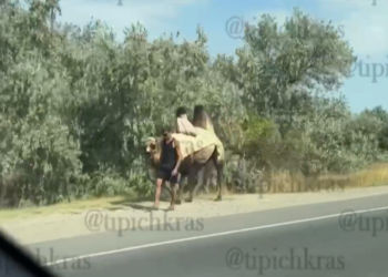 Верблюд устроил пробку в Темрюке по пути в Голубицкую