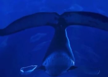 В Краснодаре появилась волшебная «Кроличья нора» с голографическими китами