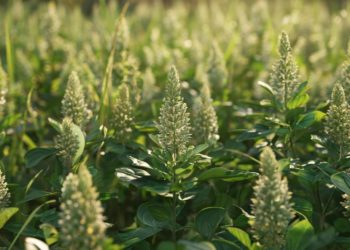 Краснодарцы возмущены зарослями амброзии и антисанитарией вдоль канала