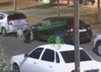 В Краснодаре бродячие собаки повредили припаркованный автомобиль