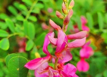 В сочинском дендропарке зацвело редкое растение с гималайскими корнями