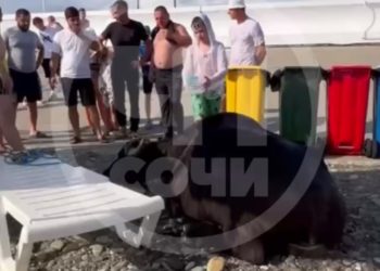 В Сириусе вытащили из моря живого буйвола