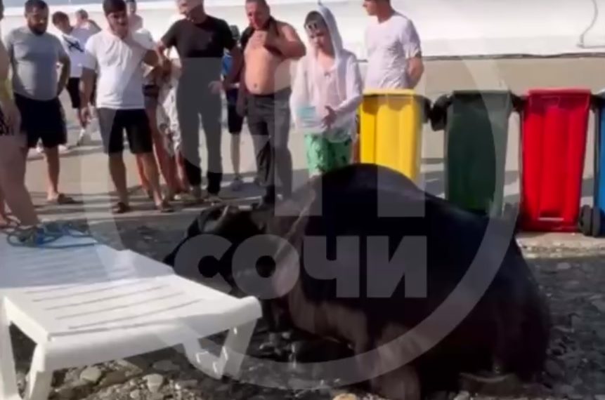 В Сириусе вытащили из моря живого буйвола