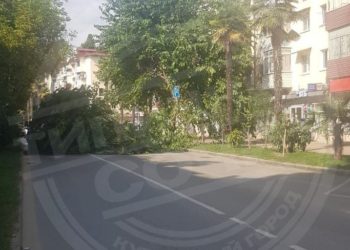 В Сочи упавшее дерево перегородило дорогу