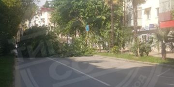 В Сочи упавшее дерево перегородило дорогу