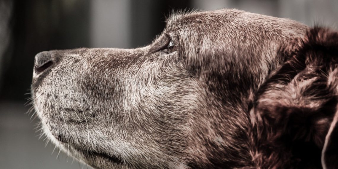 В Краснодаре бродячие собаки разорвали двух коз