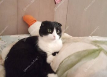 Жительница Краснодара обвиняет соседей в краже кошки с использованием ловушки