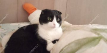 Жительница Краснодара обвиняет соседей в краже кошки с использованием ловушки