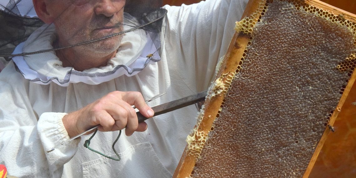 Сочинские пчеловоды собрали рекордные 10 тонн меда в 2025 году