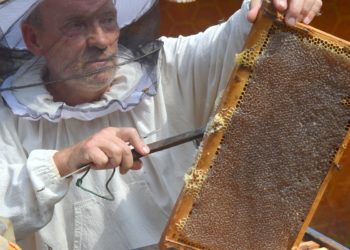 Сочинские пчеловоды собрали рекордные 10 тонн меда в 2025 году